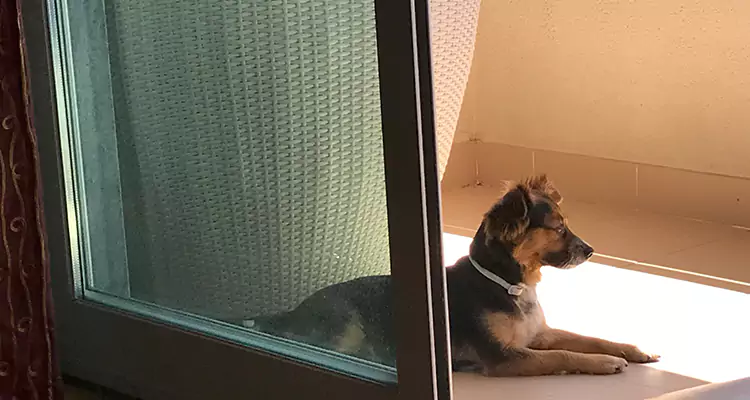 French Door Pet Screen Repair in Palm Springs, FL